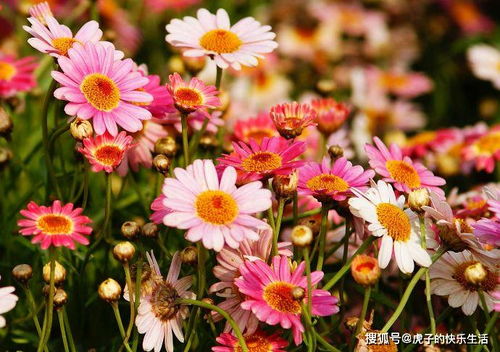 清雅映日，紅艷如霞——精品荷花‘水果’的獨特魅力