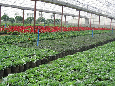 無(wú)土栽培育苗專用基質(zhì) 讓水果種植更高效、更健康